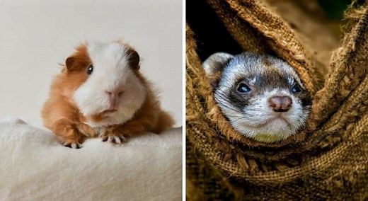Petit animal de compagnie facile d’entretien : notre top 12 !