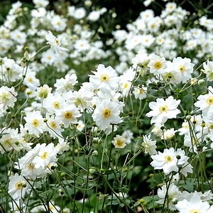 Anemone x Hybrida 'Whirlwind' - Japanse anemoon - Wortelgoed - 5 stuks | bol