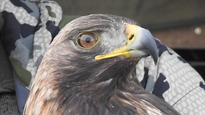 Golden eagle conservation project wins renowned ecology award