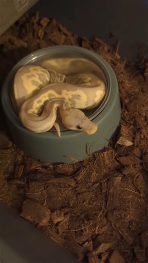 MaoMao Soaking this Morning 💖