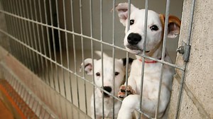 Animal House: A Dog's Life