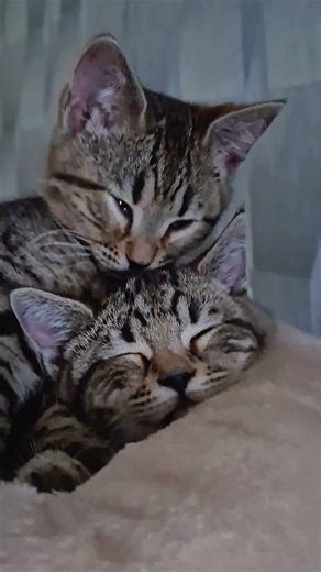 entspannen🐱 #cat #cute #süß #sweet #katze #katzen #sweet #animals #pets #niedlich #love #kitten