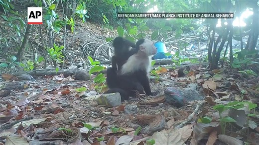 Caught on camera: Capuchin monkeys kidnap howler monkey babies