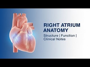 🫀 Right Atrium of Heart – Detailed Anatomy