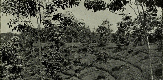 How ongoing deforestation is rooted in colonialism and its management practices