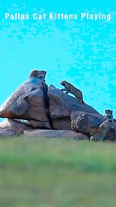 Pallas Cat Playtime: Lessons in Survival Amidst the Mongolian Rocks! Get ready for an unforgettable journey into the wild with Big Cat Rescue, as we bring you another astonishing episode from our expedition to Mongolia. Jamie Veronica and Victor Alonso capture the whimsical, yet pivotal, moments of Pallas Cat kittens out in the open, learning the art of survival amidst the rocky cradle of their home. While their devoted mother is off hunting, securing their sustenance in the vast steppe, the kit