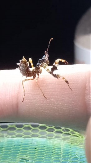 2.4K views · 64 reactions | Spiny Flower Mantis #petcare #mantis #mantids #insects #insectworld #insects_of_our_world | Behind the Lens | Facebook