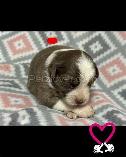 Blake – A Stunning Australian Shepherd Puppy 💙🐶