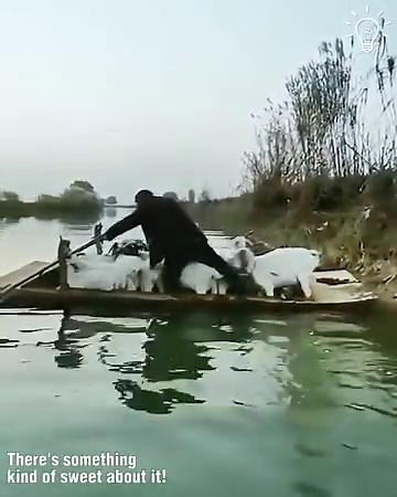 A beautiful sheep journey!🐑 | Beautiful World