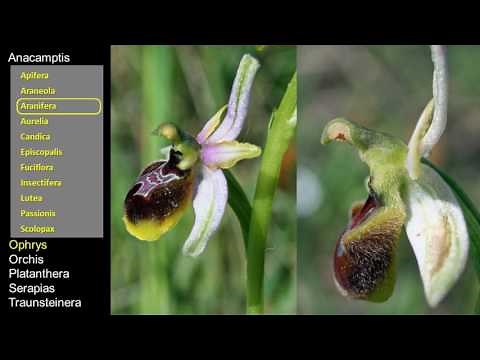 Decouverte des Orchidées sauvages de France