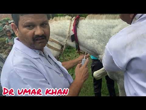 castration of horse | removal of testicles of horse | Ghode ka bdhiyakaran | dr umar khan