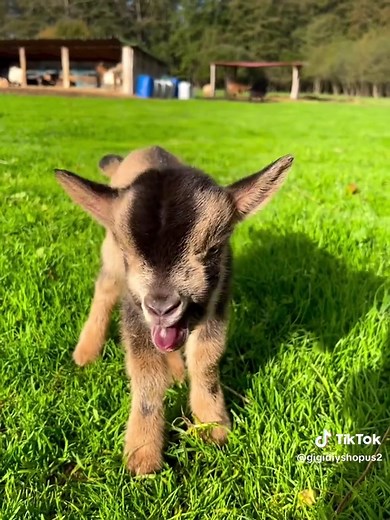 The Soothing Sounds of Baby Lambs