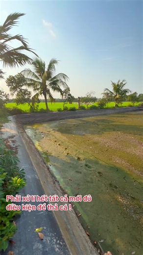 Xử lí diệt tảo, diệt nấm , diệt khuẩn #cagiong #thuysan #clo2 #menvisinh #antoanmoitruong