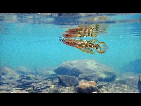 Breeding display of Striped Killifish, Aplocheilus lineatus in the wild ( HD )