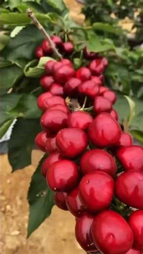 How Farmers Grow Fresh Vegetables | Organic Farming