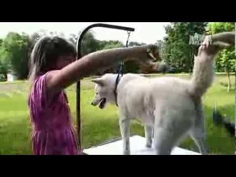 Dogs 101 - Shiba Inu