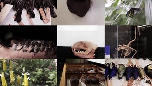 iDigBio: Why Digitize