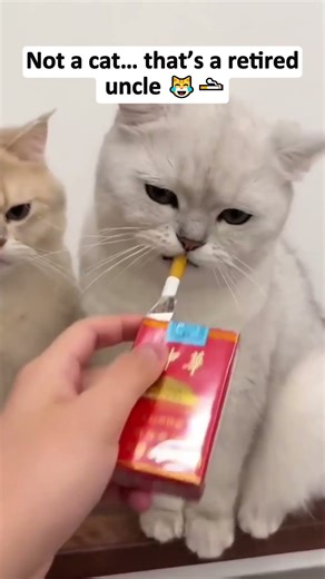 Funny Cat Video You Can’t Stop Watching 😹