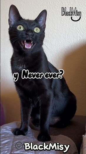 Misy y su nivel de inglés 😸 #cat #humor #gatos #comedia #chistes