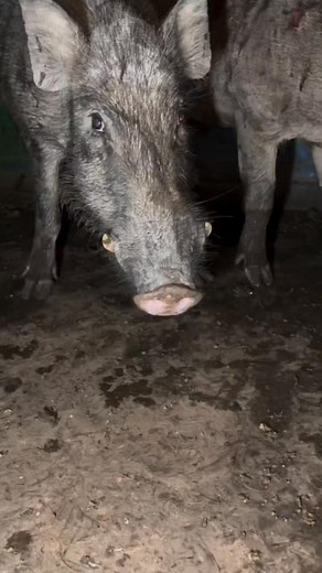 Bade bade dant wala jangali suar | suar_sikar