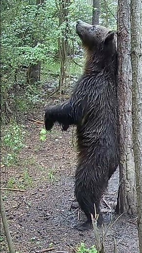 "Bear Scratches Back #2 – Nature's Massage!" #wildlife #nature #bear