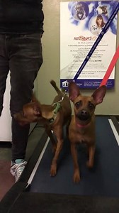 16K views · 286 reactions | Lost Our Home Pet Rescue is a no kill shelter, we provide the best possible care and enrichment for pets while they wait for their adoptive homes or return to their pet parents through our 90 day Temporary Care Program for pet parents going through a life crisis like domestic violence, homelessness or a hospital stay. Make a 2016 tax deductible donation today to Lost Our Home Pet Rescue to help pets and pet parents in crisis. | Lost Our Home Pet Rescue | Facebook