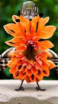 White Lily & Red Hibiscus Transform into Beautiful Birds 🐦✨ | Magical Flower to Bird Morph | Nature