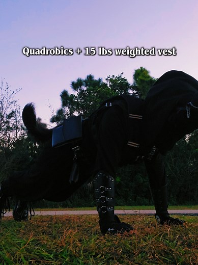 Enhance Your Quadrobics with a 15 lbs Weighted Vest