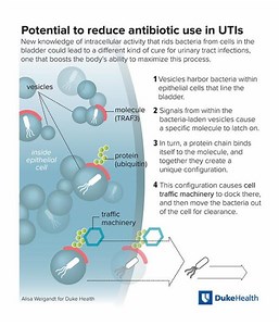 New Mode of Cellular Defense may be Useful in UTI Treatment | Cell And Molecular Biology