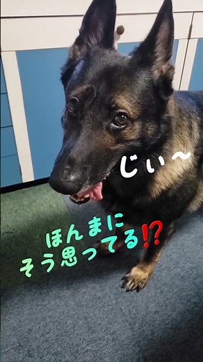 シャイで甘えん坊なカイちゃんの秘密をバラす#ジャーマンシェパード#かまってちゃん#日常