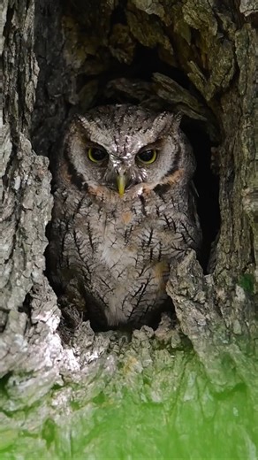 Alilicucú (Megascops choliba) Tropical Screech Owl.
