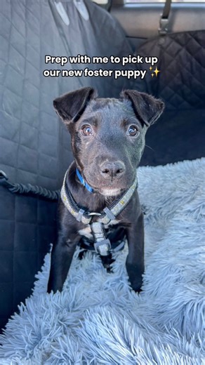 710K views · 51K reactions | Come with me to pick up our new foster...