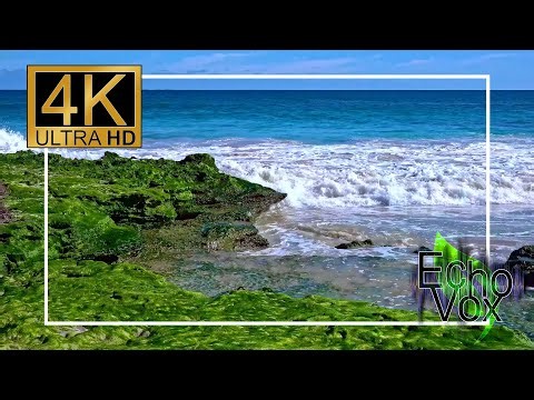 Seashore Serenity | Soft Instrumental Music with Waves & Seagulls