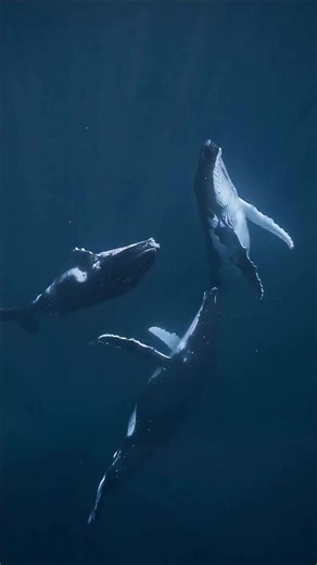 Whale Watching: The Journey is the Experience