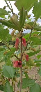 12K views · 122 reactions | Morus alba (Mora de Árbol) Árboles de...