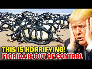 Footage From Florida’s Swamps Reveals the Horrifying Pythons Aftermath Nobody Expected