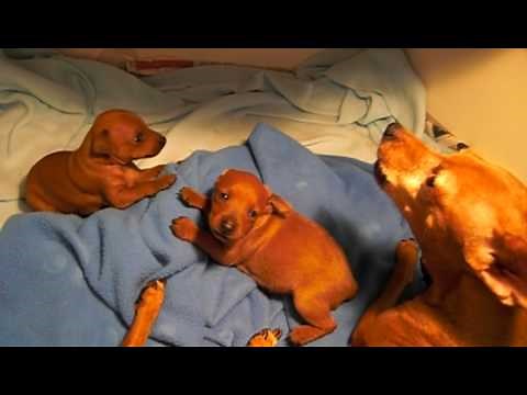 Miniature Pinscher Puppies Singing