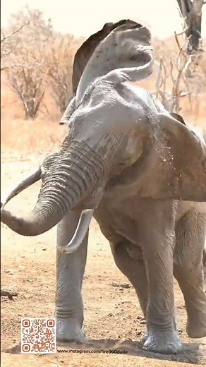 Angry Elephant #Elephant #nature #wildlife