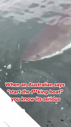 Scary Great White Shark Encounter in South Australia