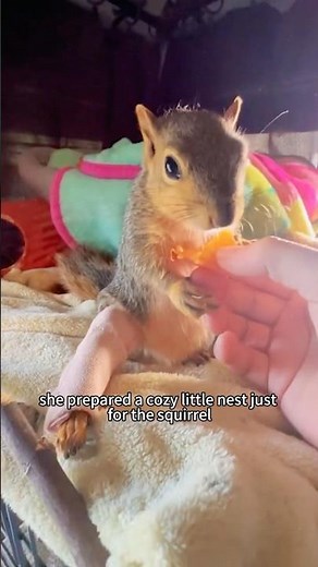 The squirrel that has lost its home #animals #rescue