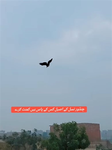 Aseel Chicken Breeding and Training Tips