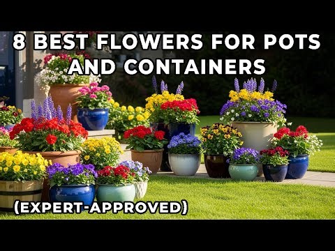 8 Best Flowers for Pots and Containers (Expert-Approved)