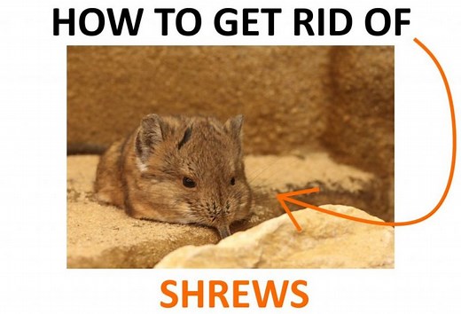 How to Get Rid of Shrews (Naturally) - 2022 | BugWiz