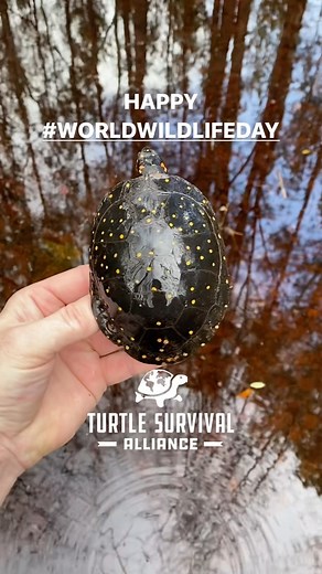 3K views · 273 reactions | Of the 350+ living types of turtles,...