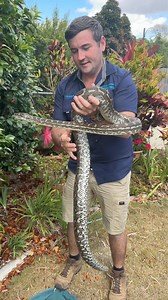 1.6K views · 91 reactions | Camouflaging Carpet Python! Today, Giffo and Kurt headed out to Sandgate to catch a big friendly carpet python out of the backyard garden! This individual blended right into the shrubs! What a beautiful, friendly individual! Call us anytime! 0474 826 129 | Moreton Bay & Brisbane Snake Catchers 24/7 | Facebook