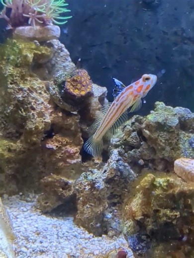 WARNING !!!! Yasha Goby Feeding!!!!!