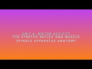 The Stretch Reflex & Muscle Spindle Apparatus Anatomy | Lime the Tutor | Premed Anatomy & Physiology