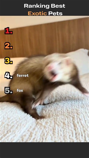 Ranking Best Exotic Pets