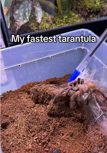 Chilobrachys sp. Tropical Bule: Fastest Tarantula Revealed