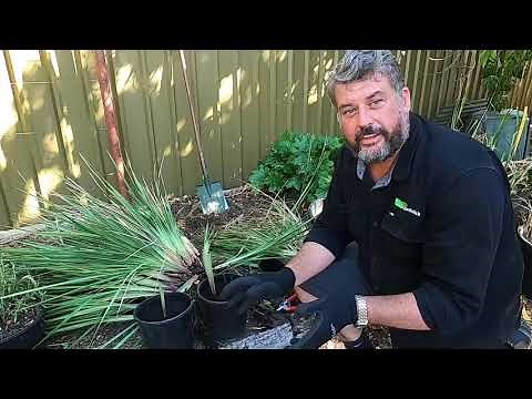 How to: Maintain Dianella